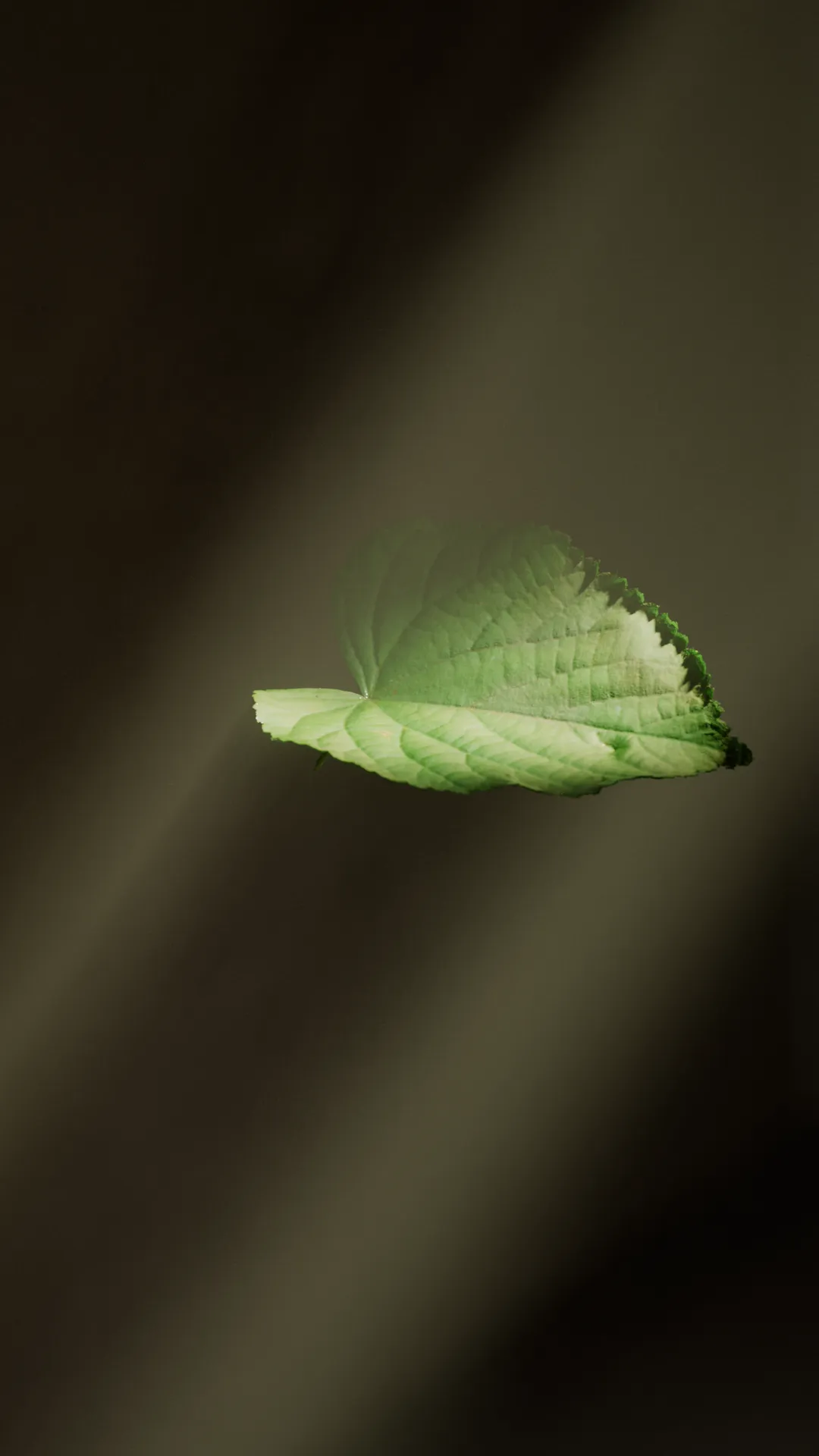 Leaf and Environment